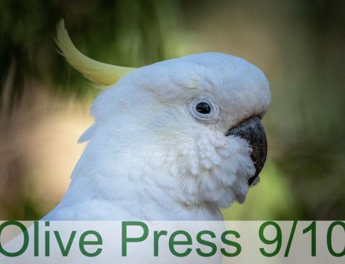 Olive Press 9/10