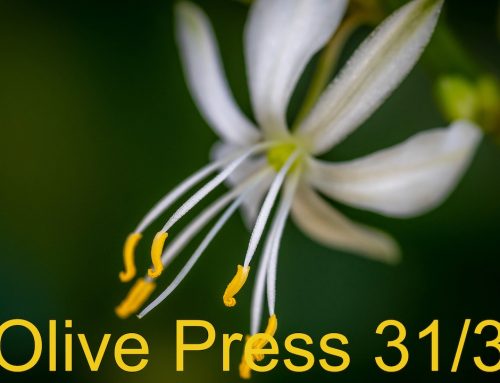Olive Press 31/3