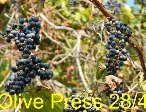 Olive Press 28/4